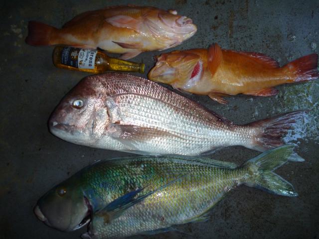 saturdays fish a couple of nice blackass saturdays fish a couple of nice blackass